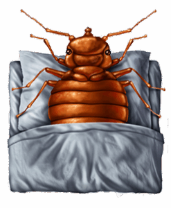 Rivers pest control can treat your bedbug infestation.
